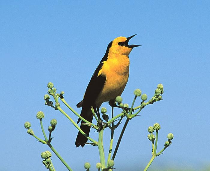 Uruguay