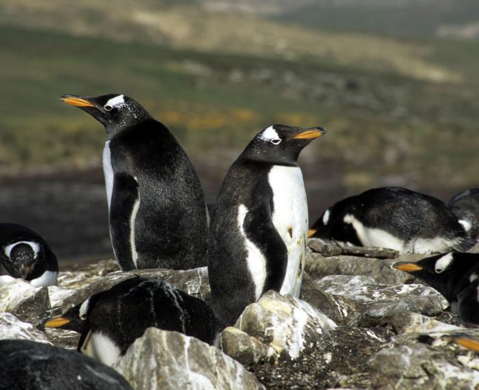 Antarctica