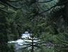Flora of The Andes