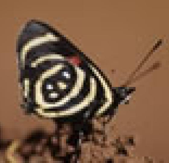 Butterflies of Northern Argentina