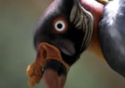 King Vulture by Hernan R Goni