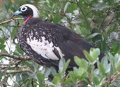 Black-fronted Piping Guan by German Pugnali