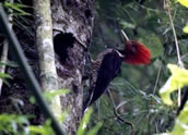 Helmeted Woodpecker, Hernan Rodriguez Goni