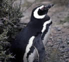 Magellanic Penguin, Hernan RodriguezGoni
