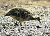 Elegant Crested-Tinamou, Lars Petersson