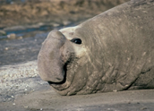 Elephant Seal, Hernan Rodriguez Goni