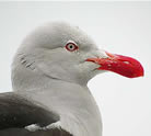 Dolphin Gull, Lars Petersson