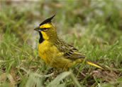 Yellow Cardinal, Hernan Rodriguez Goni