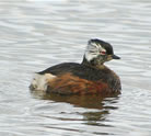 White-tufted Grebe, Lars Petersson