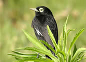 Spectacled Tyrant, Hernan Rodriguez Goni