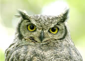 Magellanic Horned-Owl, Lars Petersson
