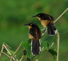 Donacobius, HRGoni