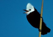 White-headed Marsh-Tyrant, HRGoni