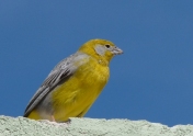 Bright-rumped Yellow-Finch by German Pugnali